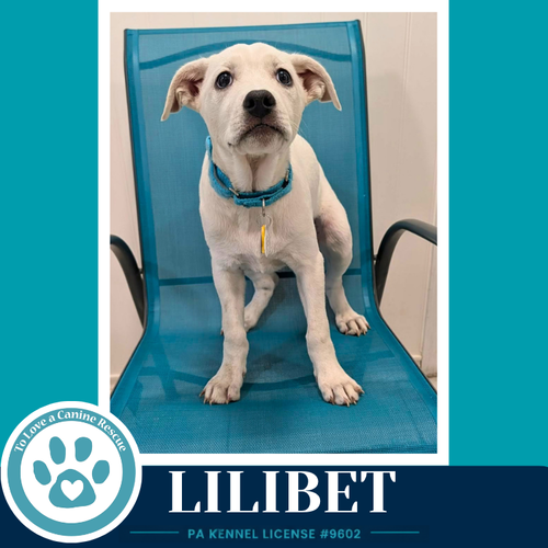 Lilibet photo 2