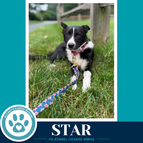 Star