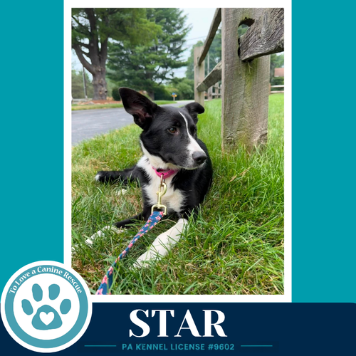 Star photo 2