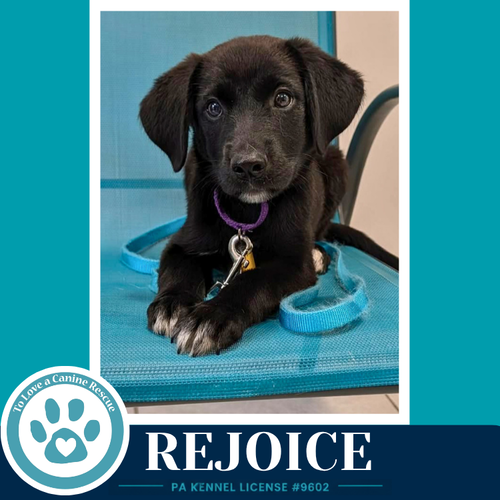 Rejoice photo 2