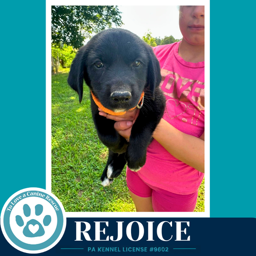 Rejoice photo 3