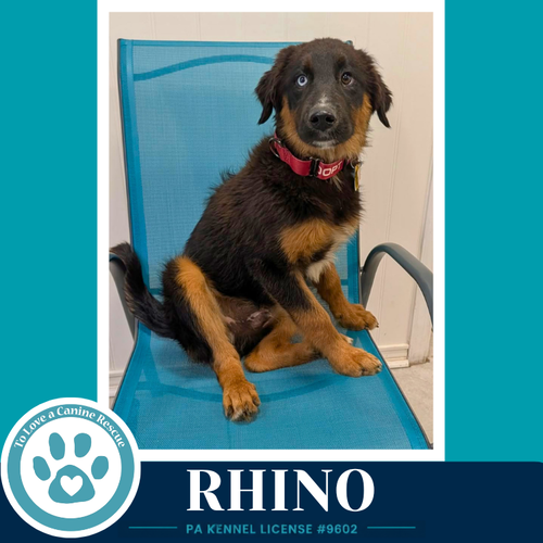 Rhino