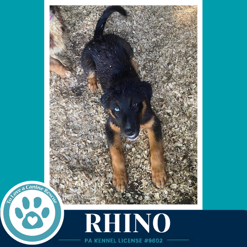 Rhino photo 4