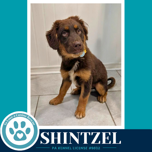 Shintzel