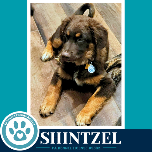 Shintzel photo 2