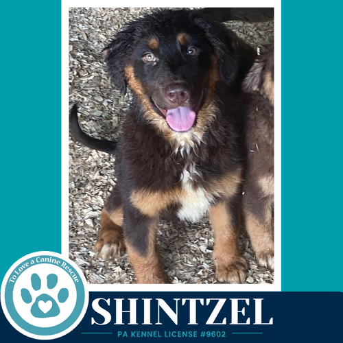 Shintzel photo 3
