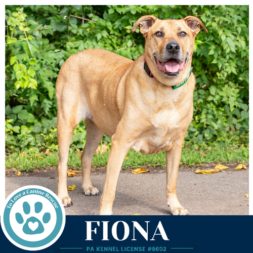 Fiona, a dog for adoption from To Love a Canine Rescue, Inc.