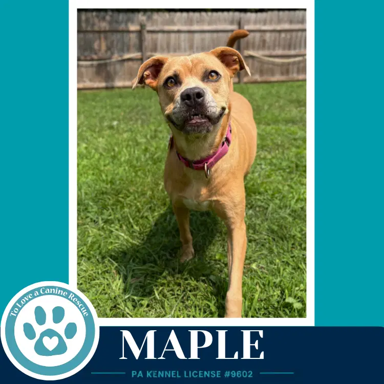 Maple - Bulldog