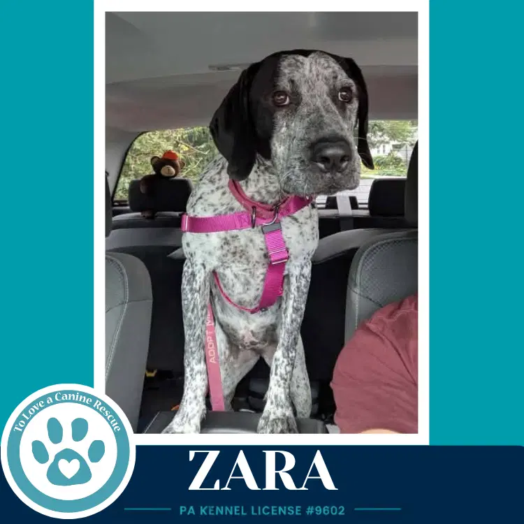 Zara - Pointer