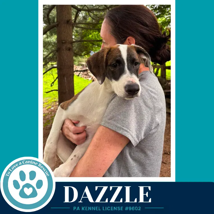 Dazzle Boujee Babies image 2
