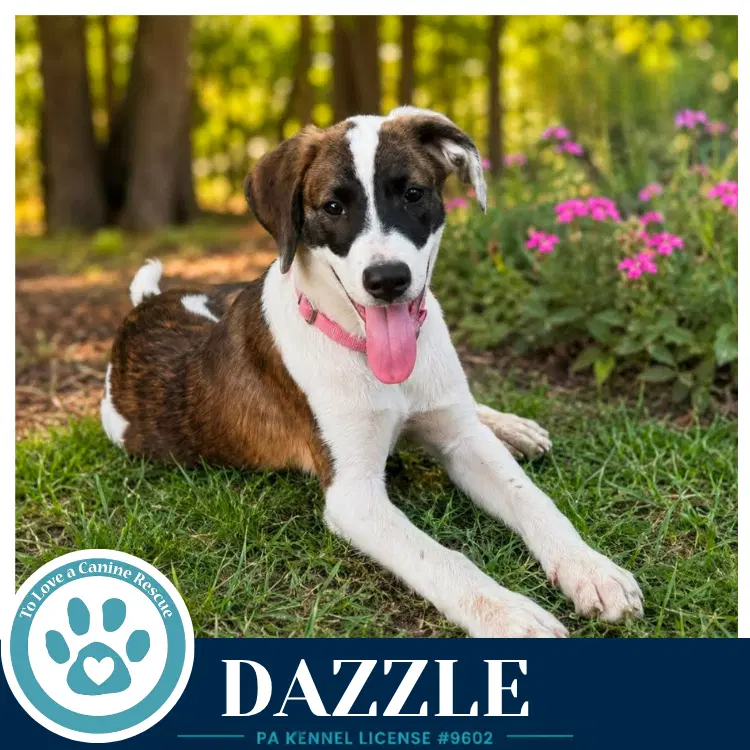 Dazzle Boujee Babies image 3