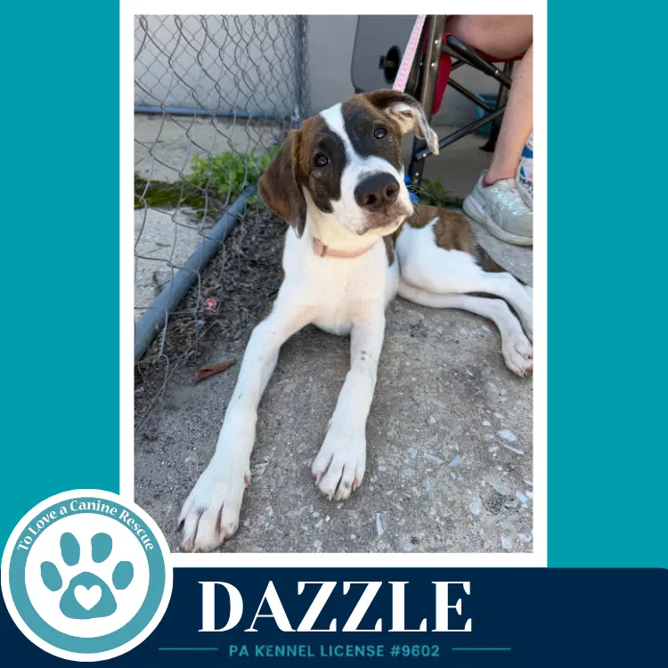 Dazzle Boujee Babies - Lab