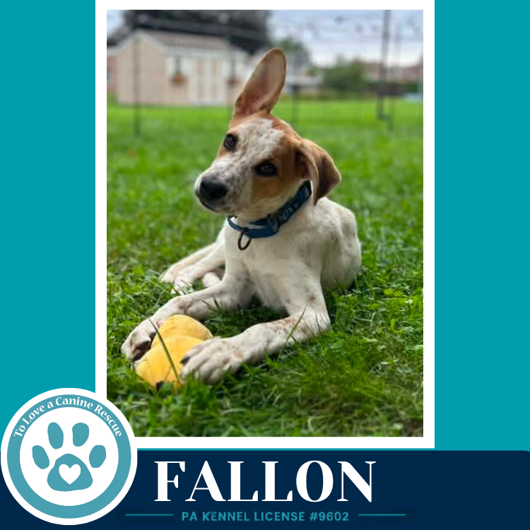 Fallon (Speckled Six) 082226, dog