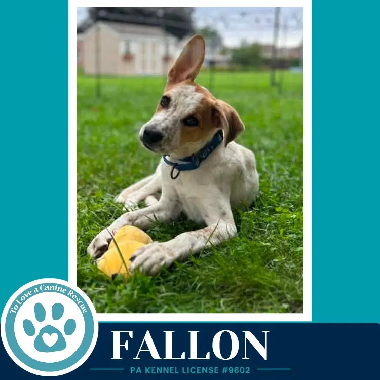 Fallon Speckled Six - Cattle Dog