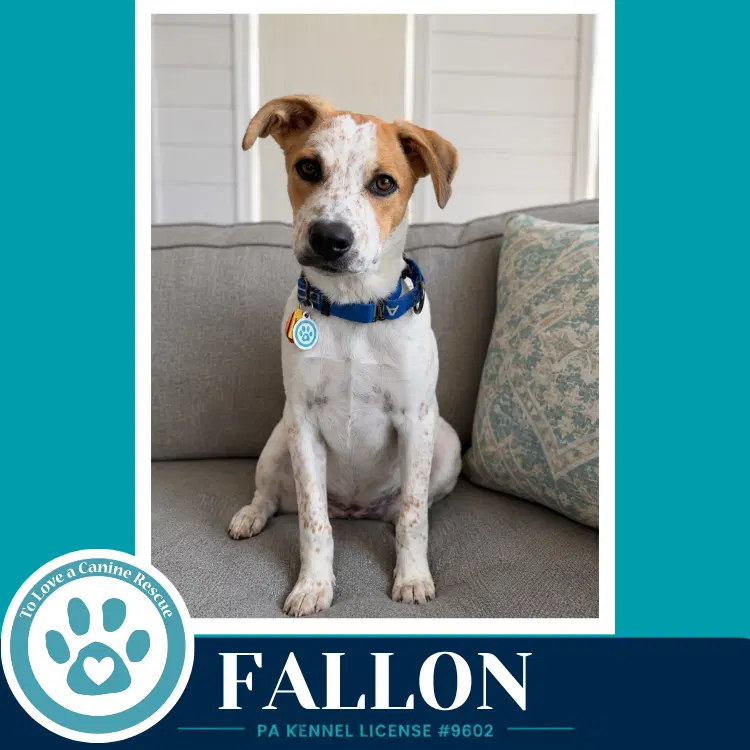 Fallon Speckled Six image 2