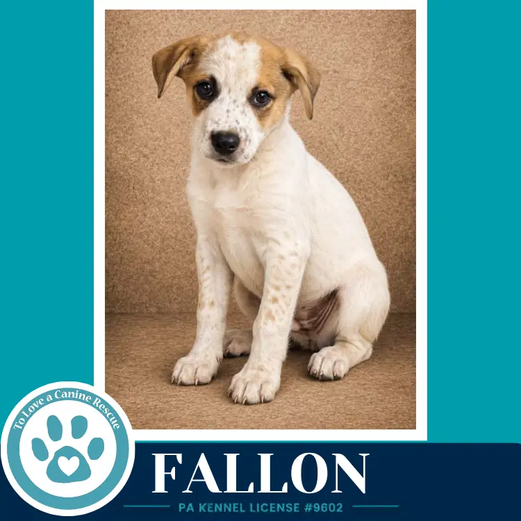 Fallon Speckled Six image 3