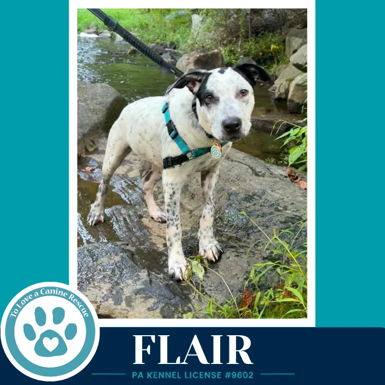 Flair Speckled Six