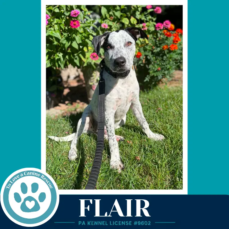 Flair Speckled Six image 2