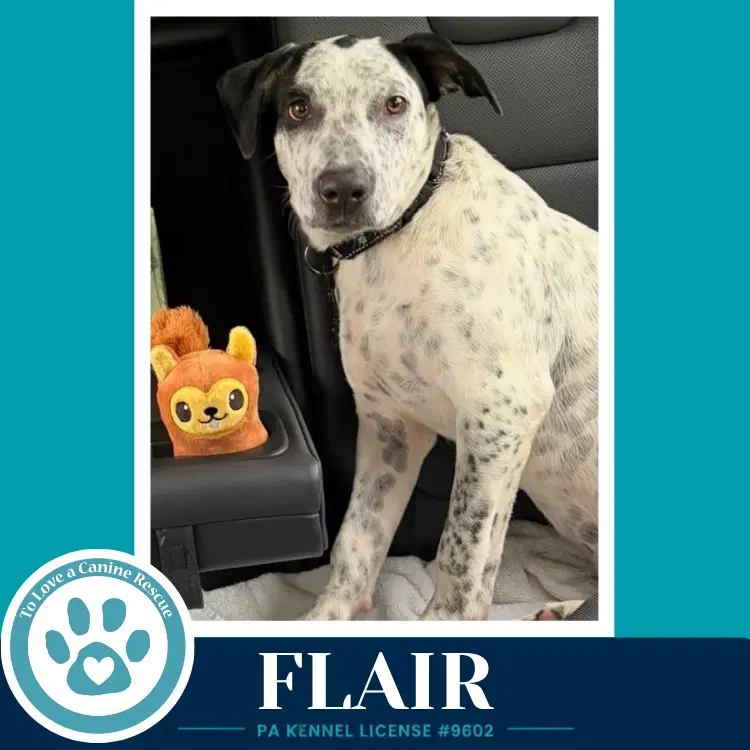 Flair Speckled Six image 3