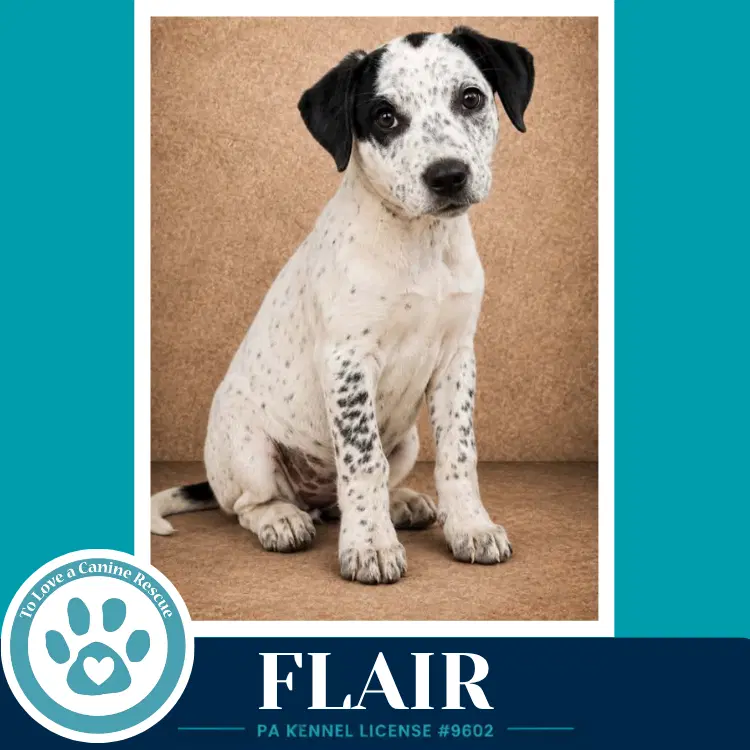 Flair Speckled Six image 4