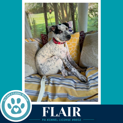 Photo 3 of Flair (Speckled Six) 082226