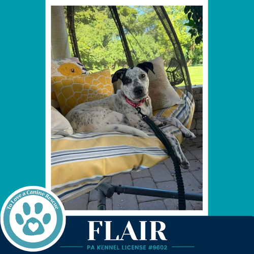 Photo 4 of Flair (Speckled Six) 082226