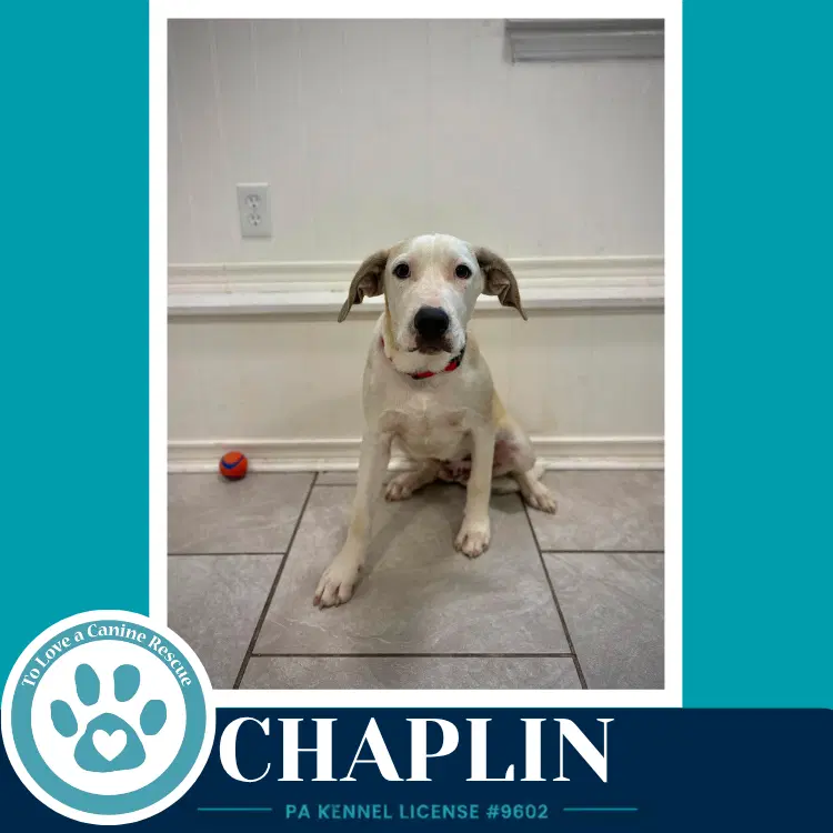 Chaplin Silent Film Stars - Labrador Retriever