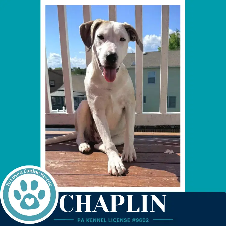 Chaplin Silent Film Stars - Labrador Retriever