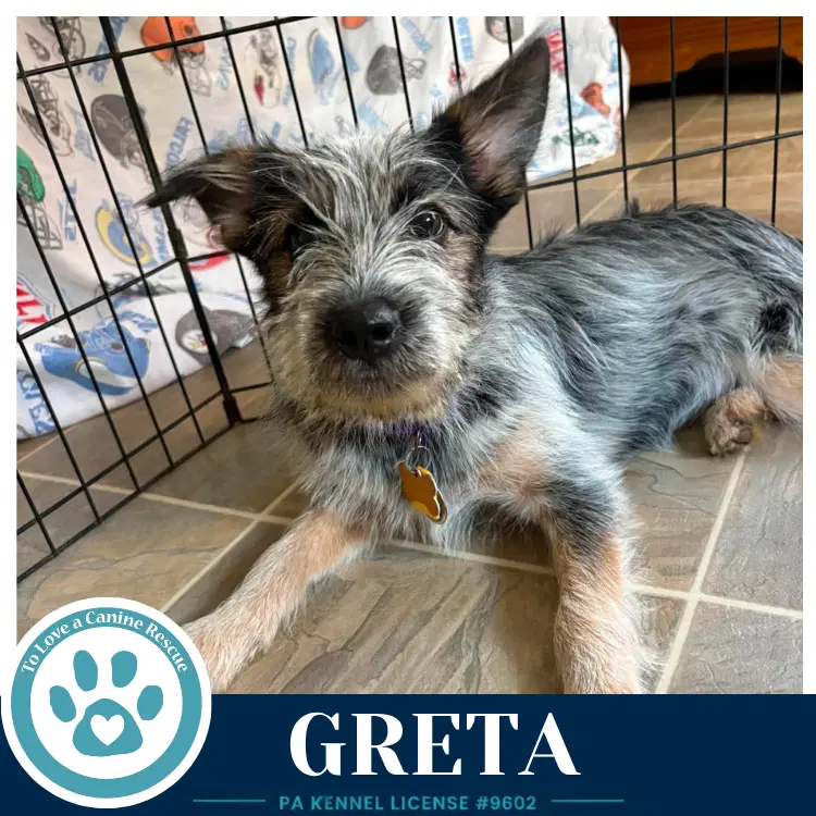 Greta Gee Pups image 2