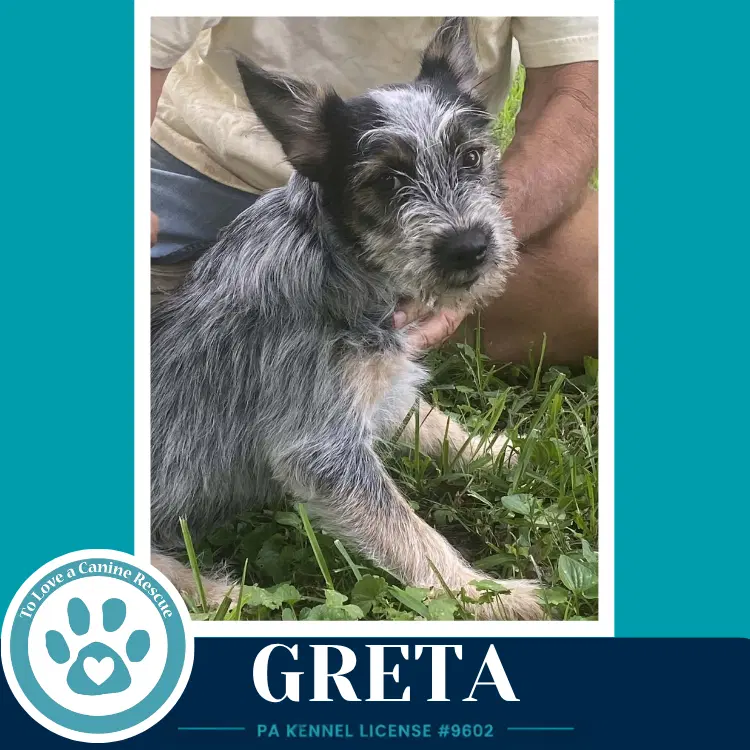 Greta Gee Pups image 3