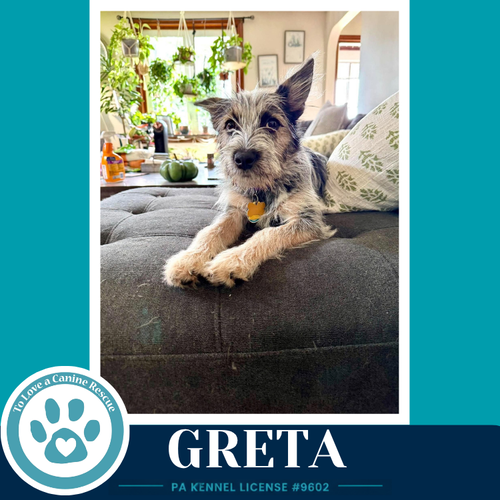 Greta (Gee Pups) 082226, a dog for adoption from To Love a Canine Rescue, Inc.