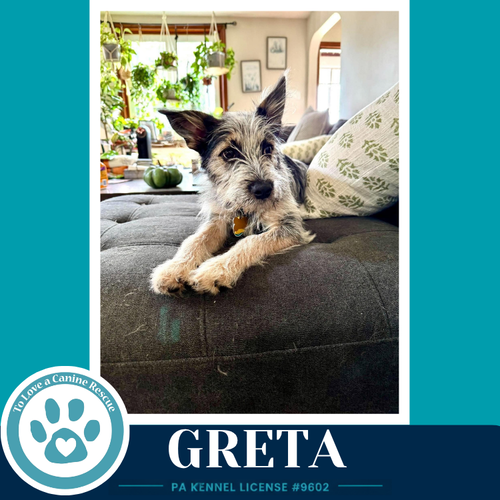Photo 2 of Greta (Gee Pups) 082226