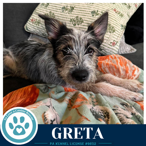Photo 4 of Greta (Gee Pups) 082226