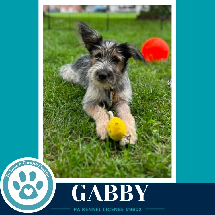 Gabby Gee Pups