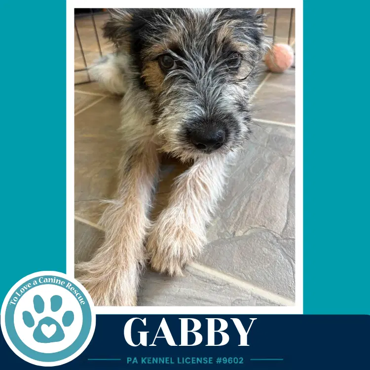 Gabby Gee Pups image 2