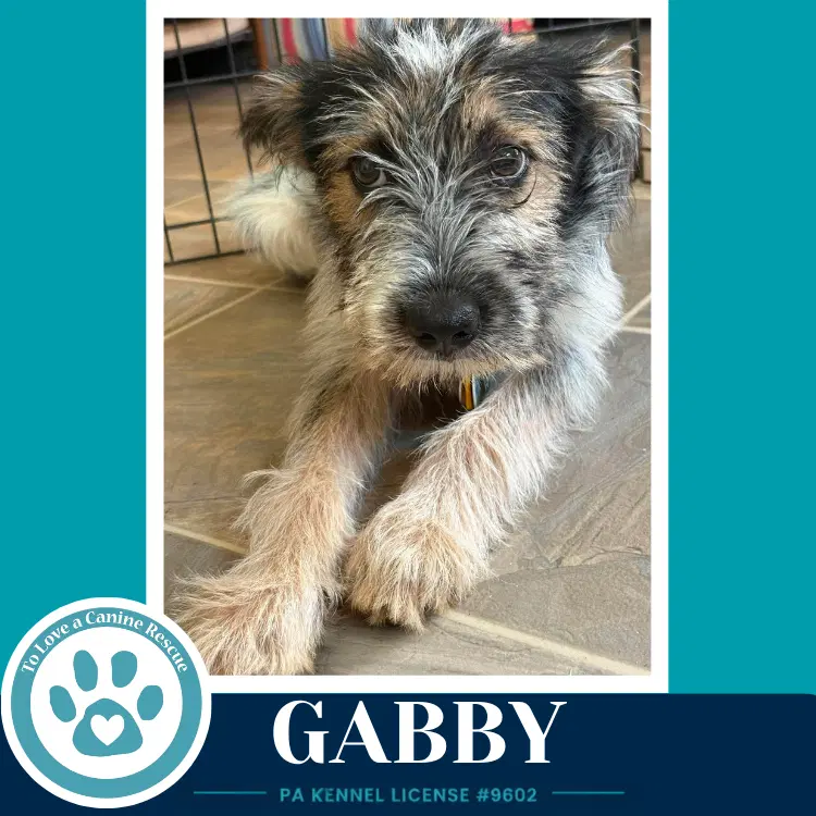 Gabby Gee Pups image 3