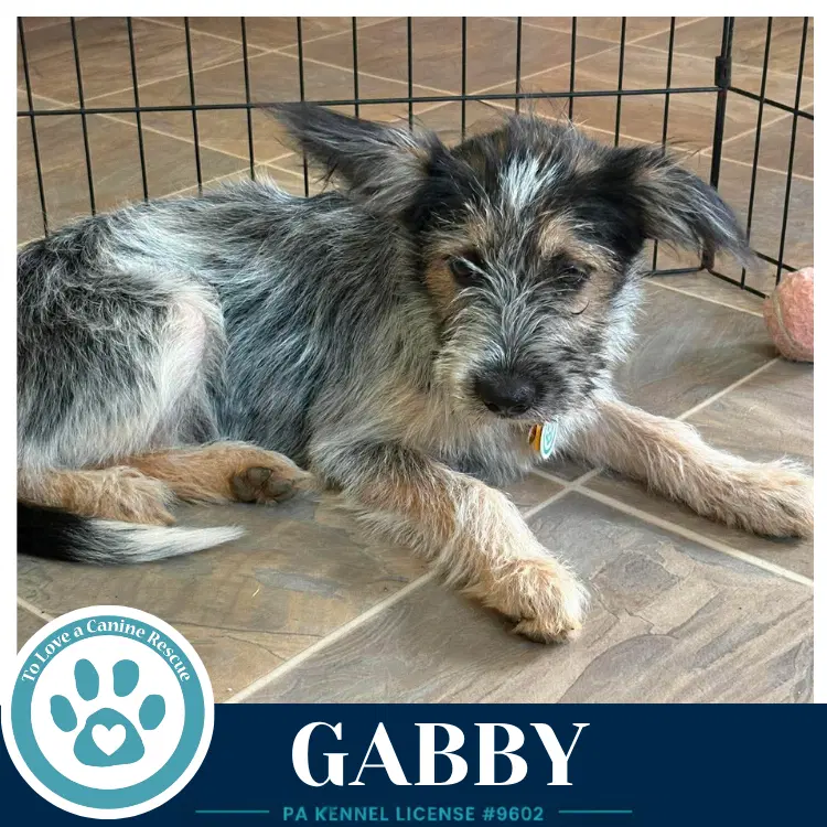 Gabby Gee Pups image 4