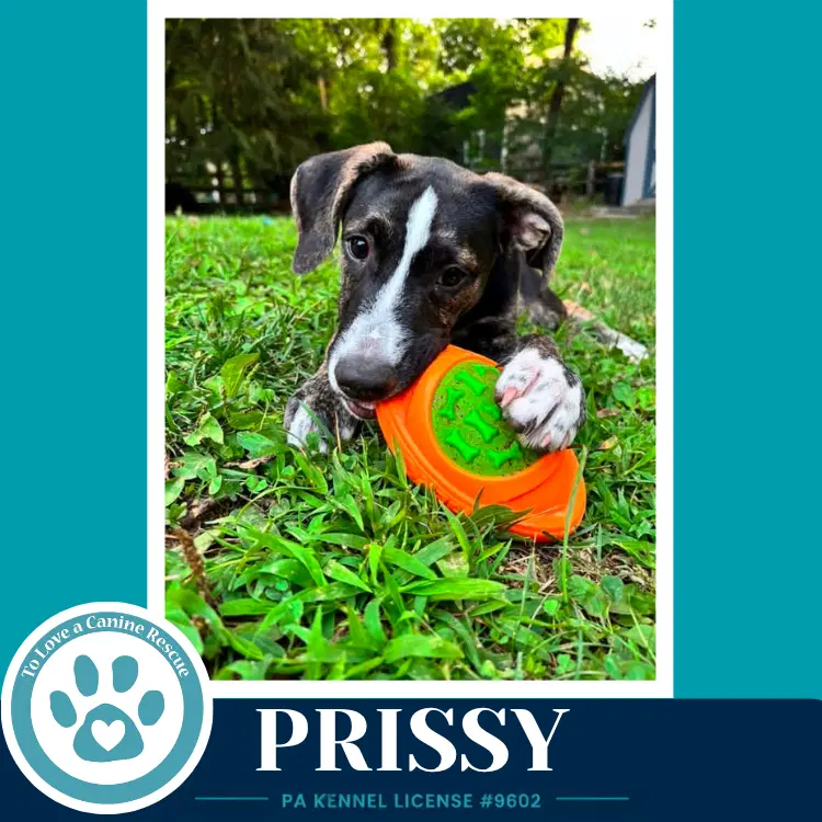 Prissy Boujee Babies - Lab