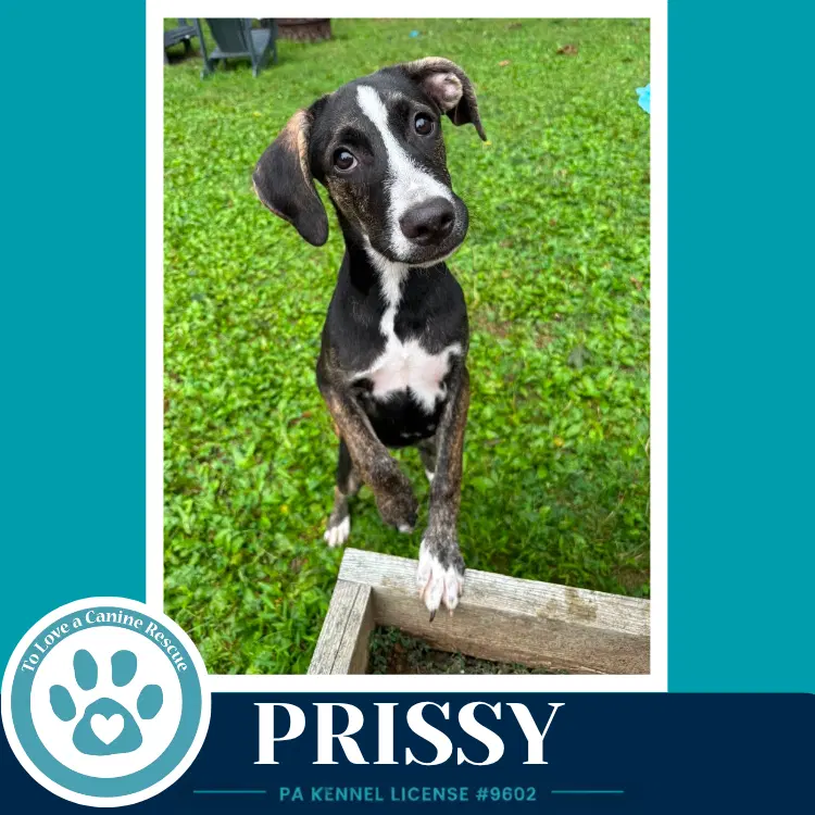 Prissy Boujee Babies image 3