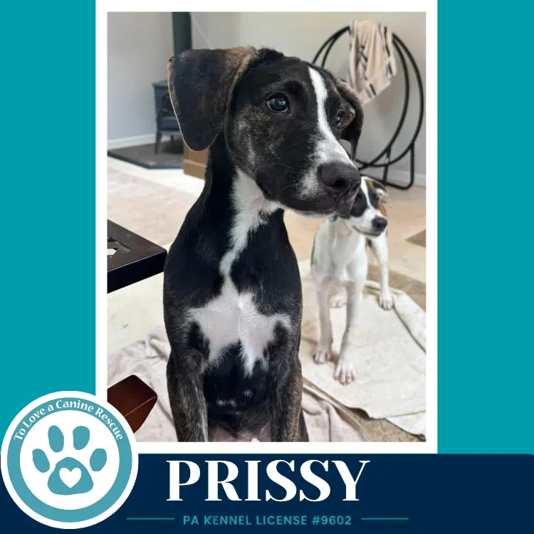 Prissy Boujee Babies image 4