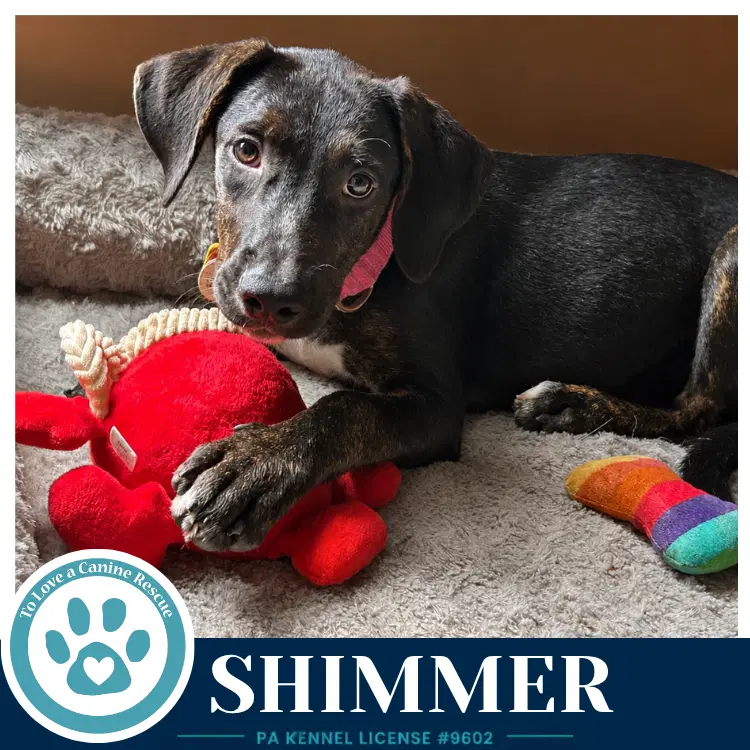 Shimmer Boujee Babies - Lab