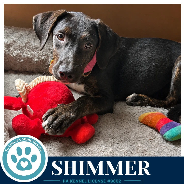 Shimmer Boujee Babies