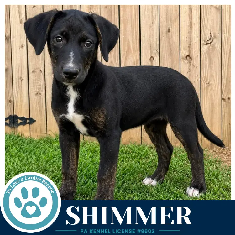 Shimmer Boujee Babies image 2