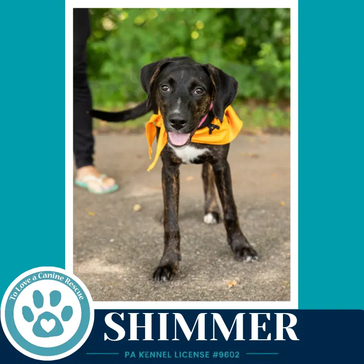 Shimmer Boujee Babies - Lab