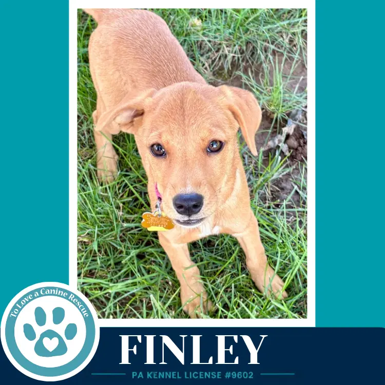 Finley F Troop - Labrador Retriever