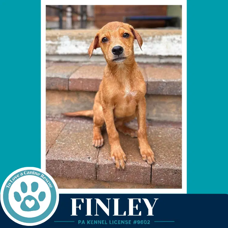 Finley F Troop image 2
