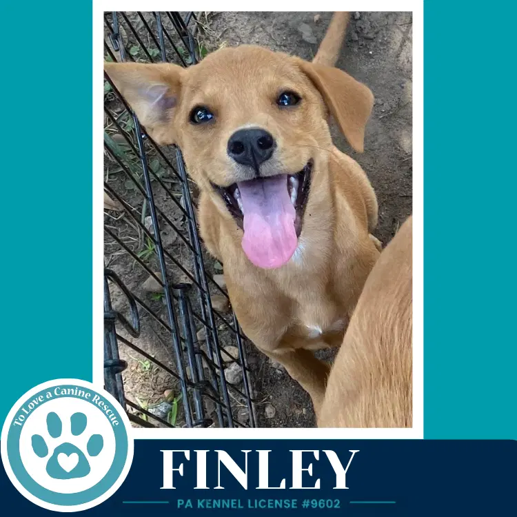 Finley F Troop image 3