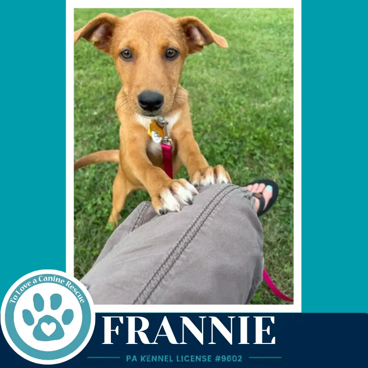 Frannie F Troop - Labrador Retriever