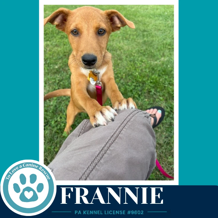 Frannie F Troop