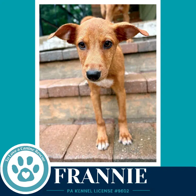 Frannie F Troop image 2